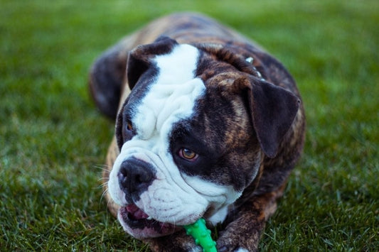 Bulldog Inglés; La raza de perro de la Gran Bretaña