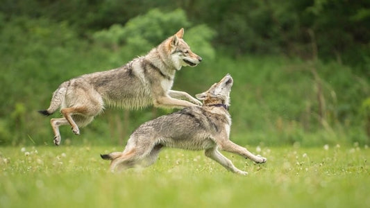 Perro Lobo checoslovaco; Un Wolf Dog poderoso desde los Cárpatos