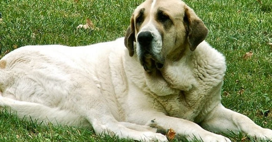 El Mastín; La raza de perro más grande del mundo y con más historia