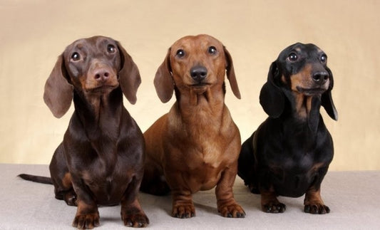 Perro Salchicha (Dachshund); El Dachshund como perro familiar muy inteligente