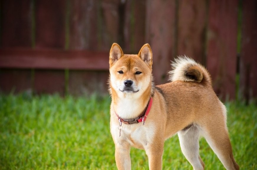 Akita Inu; Ese Gran Perro Japonés