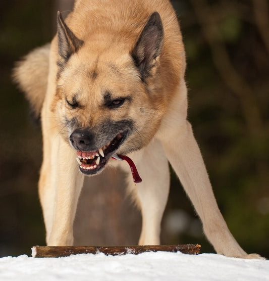 ¿Por qué muerden los perros y cómo evitarlo?