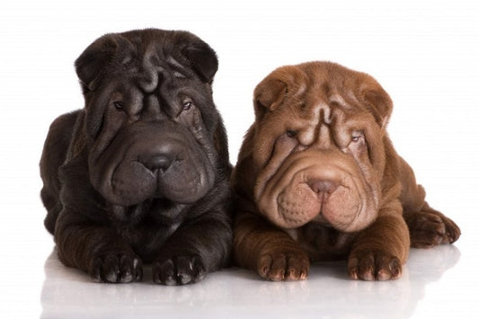 Shar Pei Chino; Una peculiar raza de perro grande