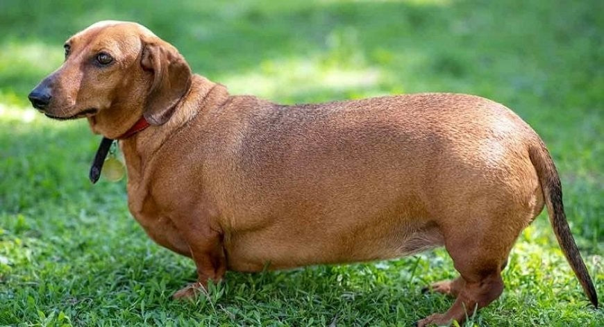 Obesidad y sobrepeso en perros