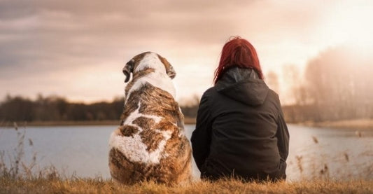 ¿Por qué el perro es el mejor amigo del hombre?