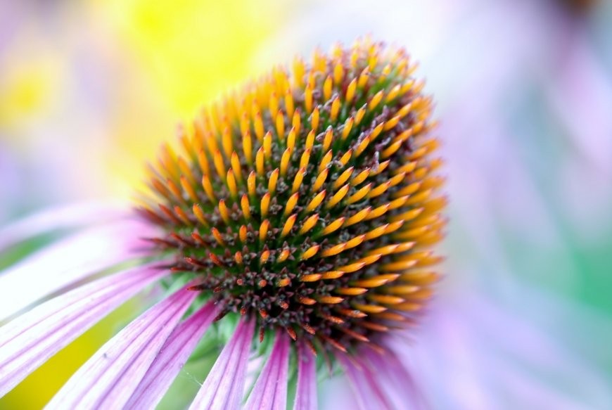 Plantas medicinales y sus beneficios