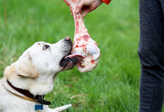 LA MASTICACIÓN EN PERROS