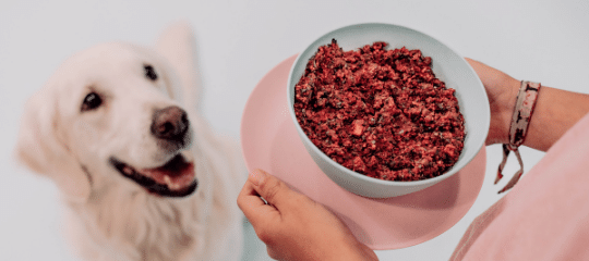 Glucosamina para perros y gatos