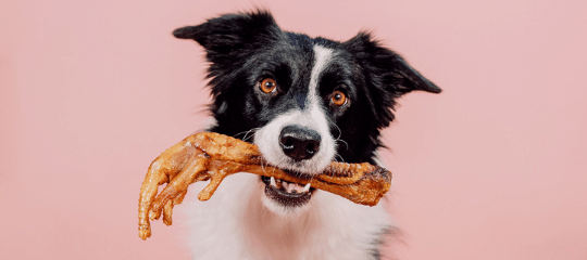 PATAS DE POLLO PARA PERROS