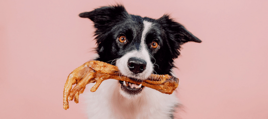 PATAS DE POLLO PARA PERROS