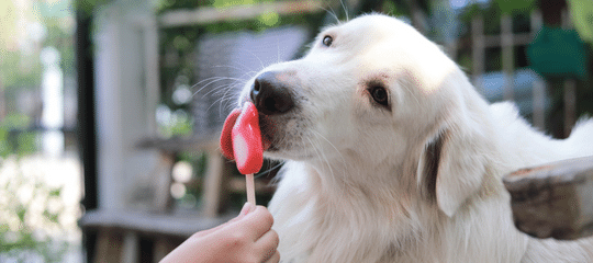 RECETAS DE HELADOS PARA PERROS