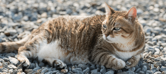 ALIMENTACION NATURAL PARA GATOS OBESOS