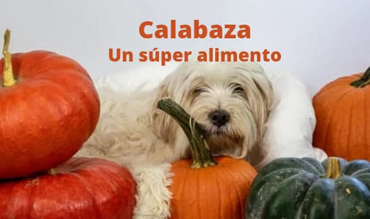 Calabaza para Mascotas: El Superalimento que está revolucionando la Nutrición Natural