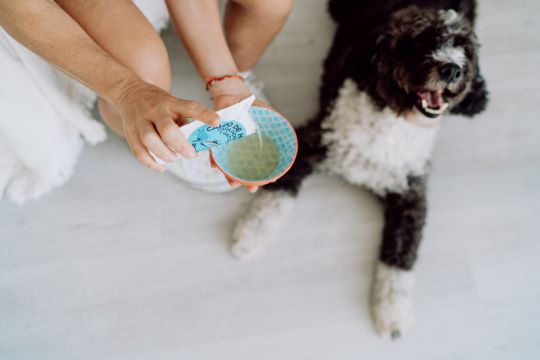 Beneficio del caldo de huesos para perros y gatos