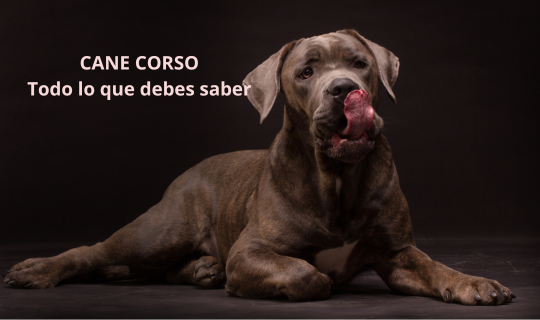 Cane Corso, todo lo que debes saber sobre esta impresionante raza