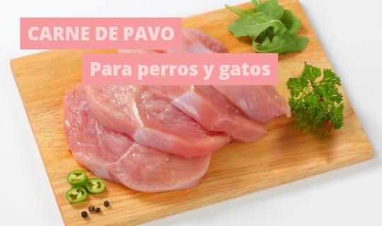 ¿Los perros pueden comer pavo?