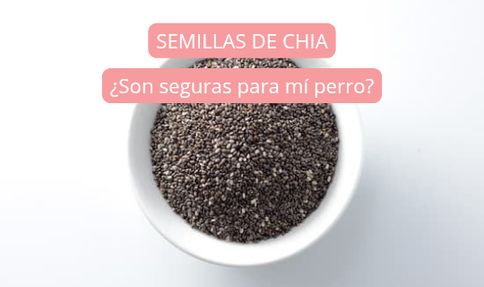 ¿Los perros pueden comer semillas de chía?