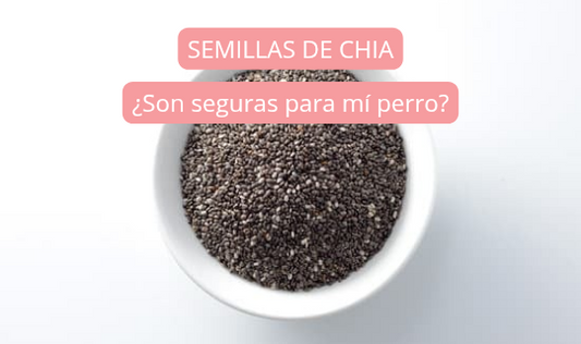 ¿Los perros pueden comer semillas de chía?
