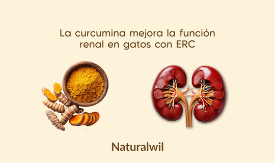 Curcumina y enfermedad renal en gatos