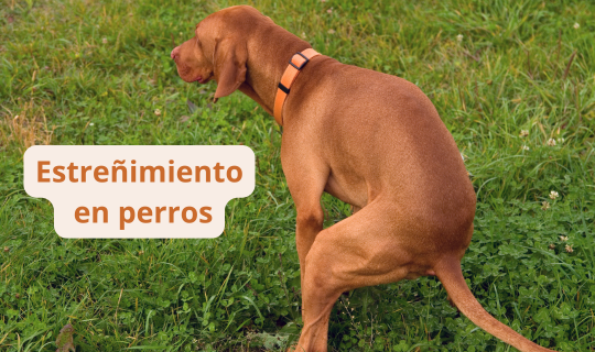 El estreñimiento en perros: Síntomas, causas y tratamiento