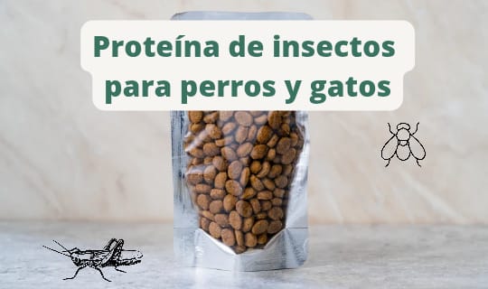 Insectos para perros y gatos ¿Alternativa sostenible y saludable?