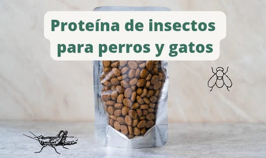 Insectos para perros y gatos ¿Alternativa sostenible y saludable?