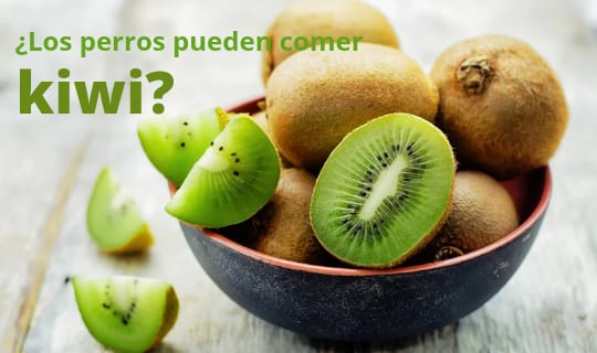 ¿Los perros pueden comer Kiwi?