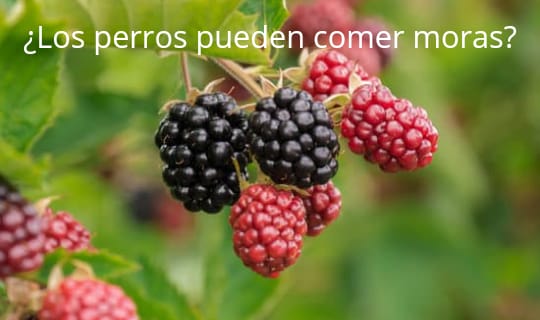 ¿Los perros pueden comer moras?