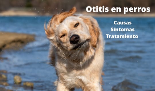 Otitis en perros: causas, síntomas y tratamientos