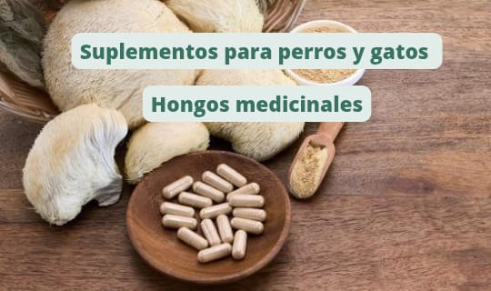 Hongos, suplementos para perros y gatos. hongo Cordyceps militaris y hongo Reishi