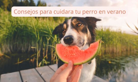 Consejos para cuidar a tu perro en verano