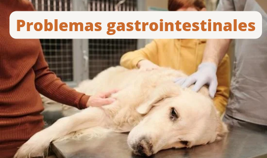 PROBLEMAS GASTROINTESTINALES EN PERROS