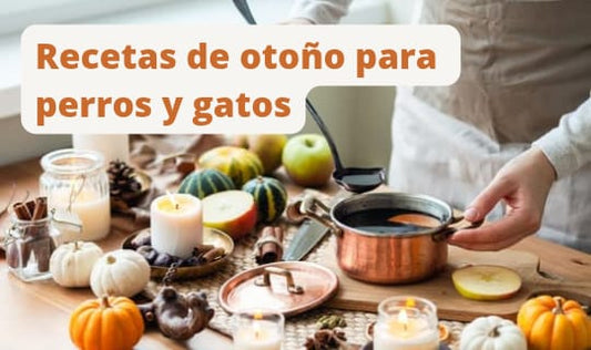Recetas de otoño para perros y gatos
