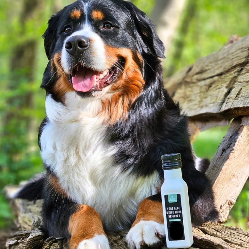 Aceite de algas con Omega 3 para perros y gatos
