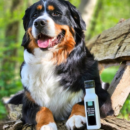 Aceite de algas con Omega 3 para perros y gatos