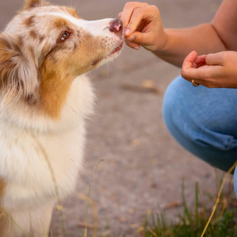 Entrenadores de ciervo para perros y gatos - Snack natural